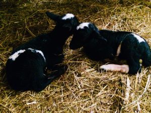 IMG-20180208-WA0001